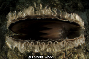 pinna nobilis by Levent Albas 